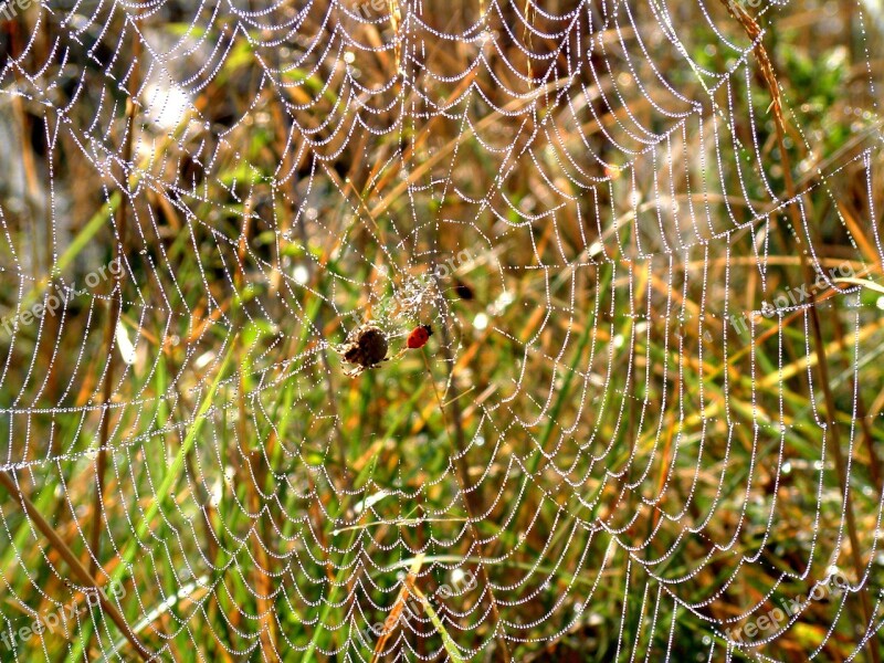 Spider Web Dew Morning Spiderweb