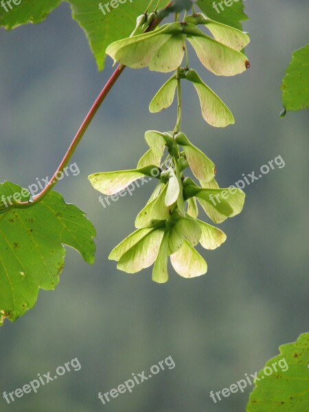 Seed Flower Hanging Free Photos