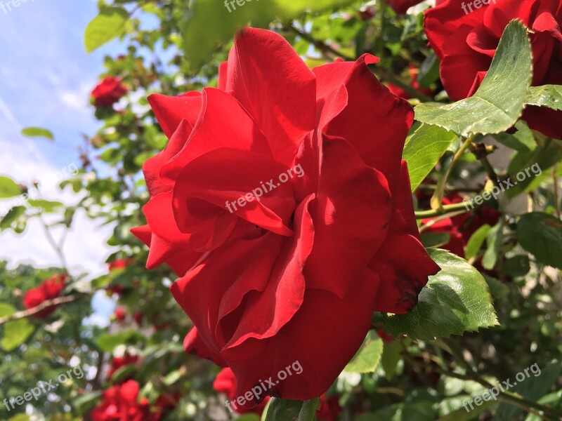 Flower Santana Rose Red Free Photos