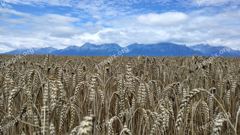 Vysoké Tatry Field Ears Free Photos