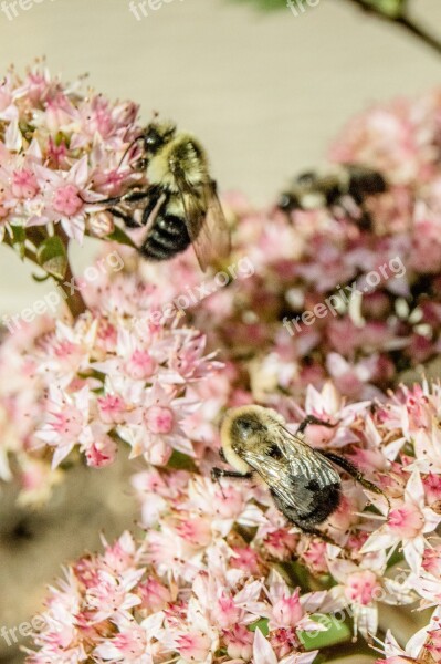 Bees Plants Wild Nature Flower