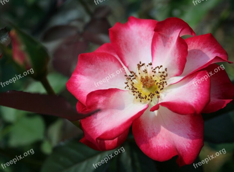 Rose Red Roses Flower Floral Romantic