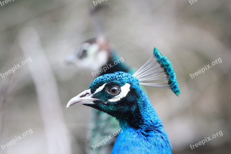 Peacock Bird Animal Feather Colorful