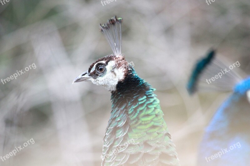 Peacock Bird Feather Nature Animal