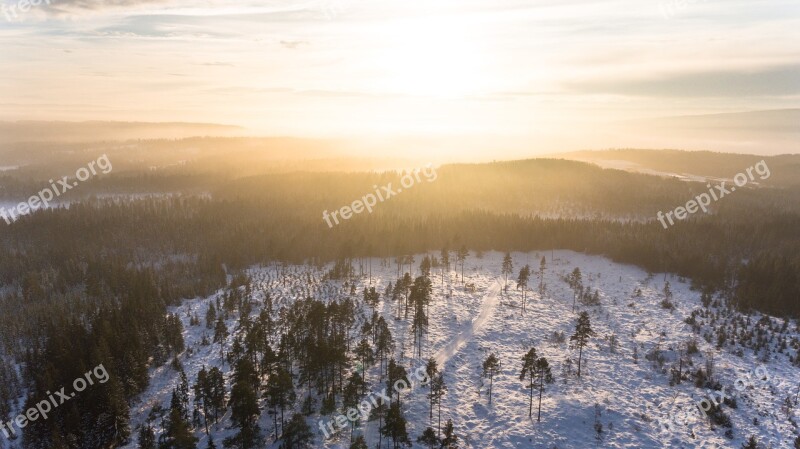 Sun Bright Forest Sunlight Trees