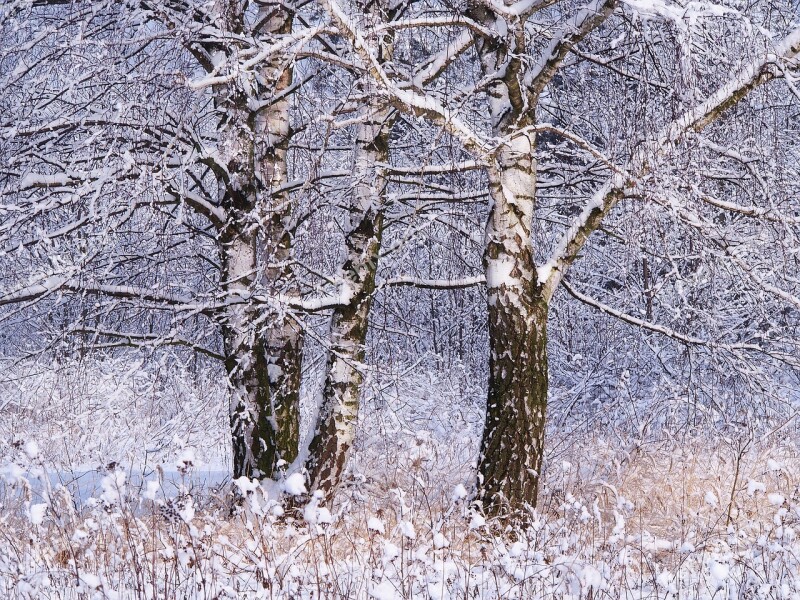 Winter Snow Tree Nature Birch