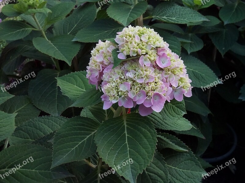 Other Training Offerings Hydrangea Flowers Jia Nature Flowers Refreshing