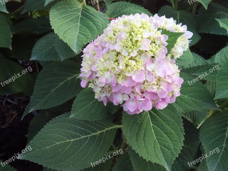 Other Training Offerings Hydrangea Flowers Jia Nature Flowers Refreshing