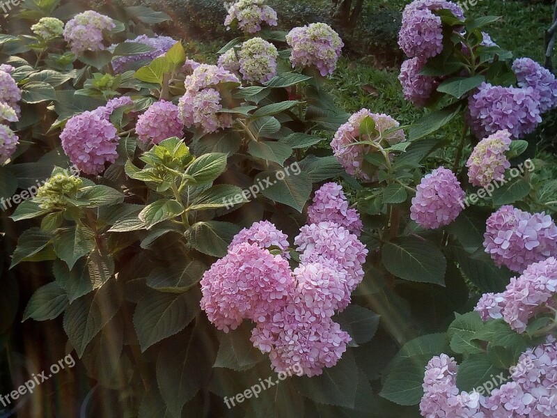 Other Training Offerings Hydrangea Flowers Jia Nature Flowers Refreshing