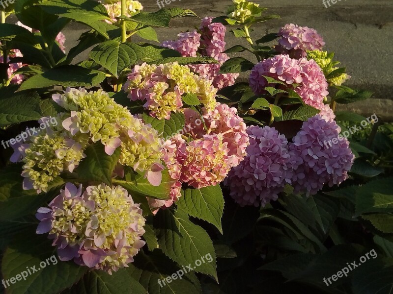 Other Training Offerings Hydrangea Flowers Jia Nature Flowers Refreshing