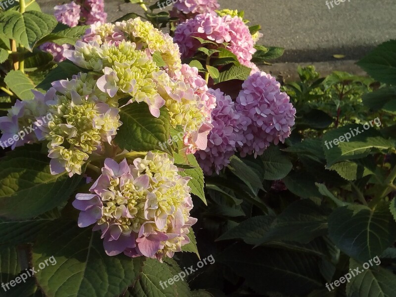 Other Training Offerings Hydrangea Flowers Jia Nature Flowers Refreshing