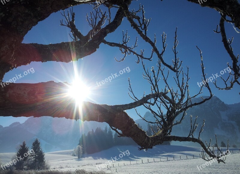 Winter Sun Winter Snow Backlighting Sun