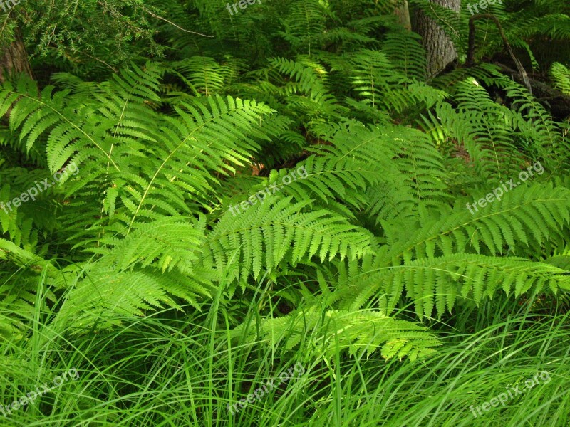 Ferns Forest Green Nature Plant