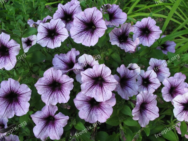 Petunia Blossoms Purple Flower Nature