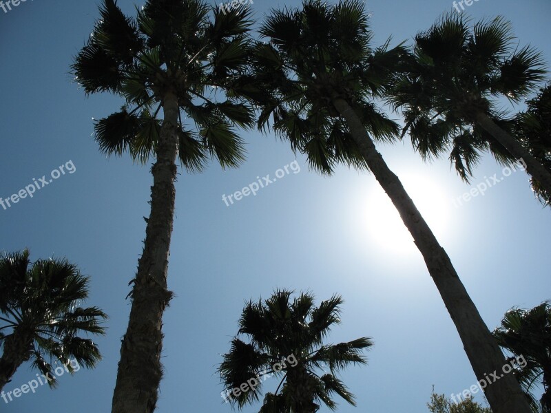 Palm Tree California Palm Trees Summer