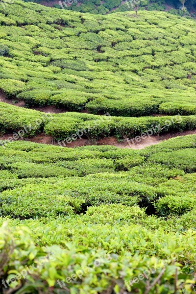 Tee Tea Plantation India Plantation Cultivation Terraces