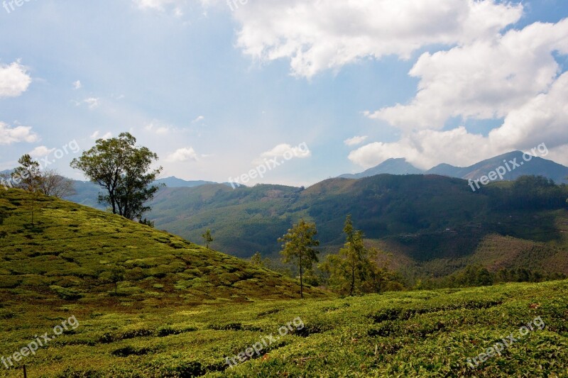 Tee Tea Plantation India Plantation Cultivation Terraces