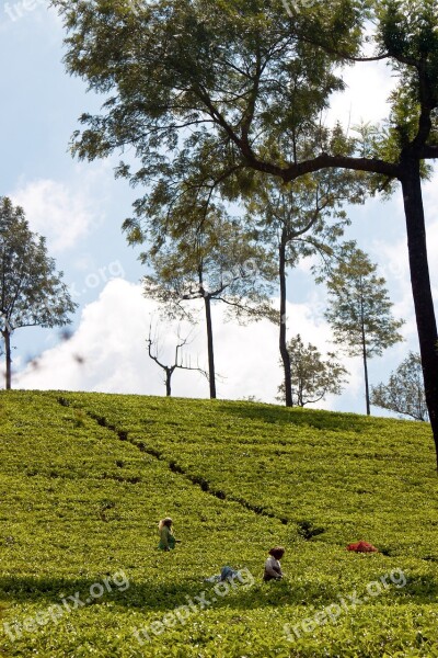 Tee Tea Plantation India Plantation Cultivation Terraces