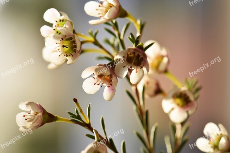 Flowers White Nature Plant Strauss