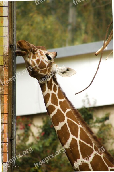 Animal Tall Nature Zoo Neck