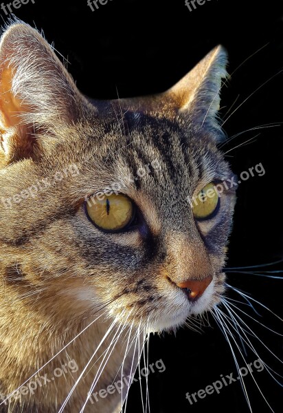 Cat Mieze Animals Cat's Eyes Portrait