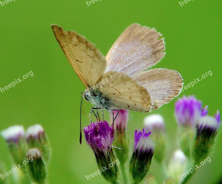 Butterfly Animal Macros Free Photos