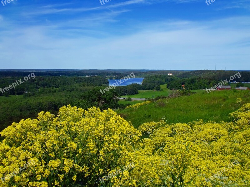 Flower Flowers Plant Nature Plants