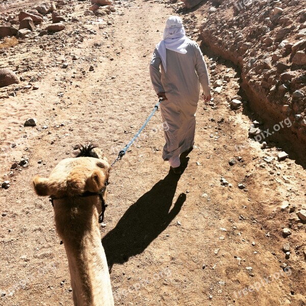 Sinai Camel Mountain Mose Egypt Bedouin