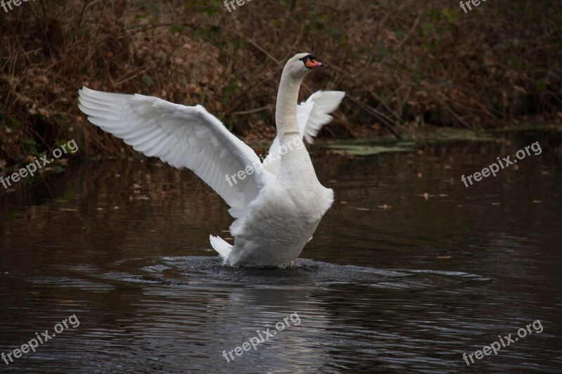 Swan Water Autumn Nature Bird