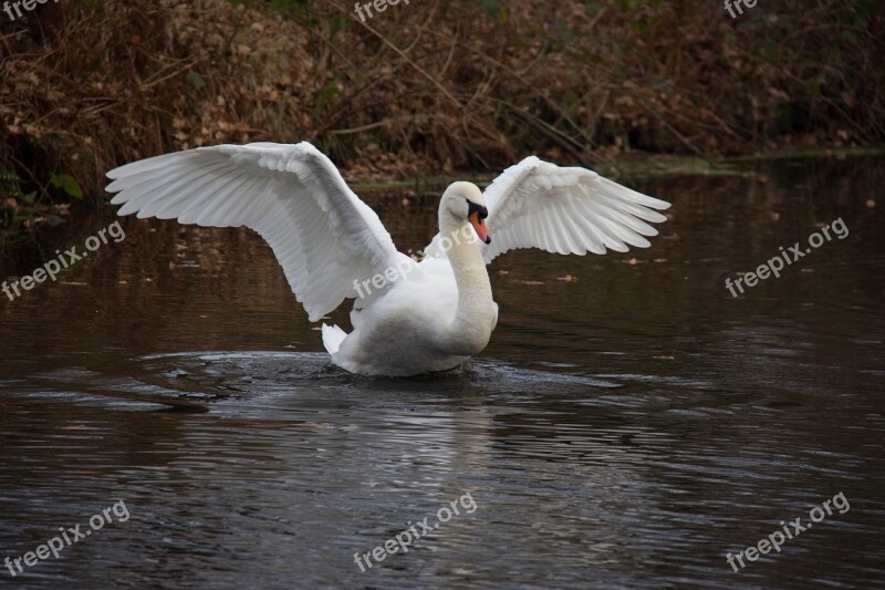 Swan Water Autumn Nature Bird