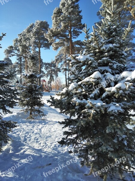 Spruce Pine Winter Winter Forest Tree