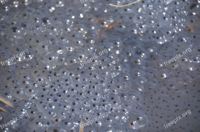 Frog Spawn Frog Spawn Frog Eggs Nature