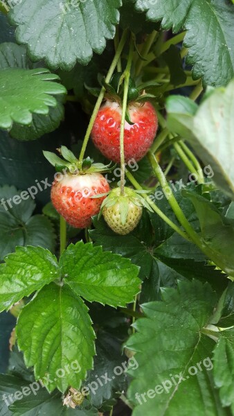 Strawberry Hanging Plant Plant Garden Free Photos