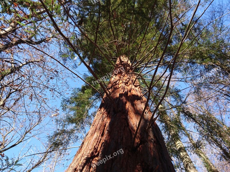 Sequoia Forest Evergreen Tree Free Photos