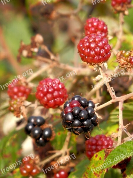 Blackberries Wild Fruits Zarza Red Free Photos