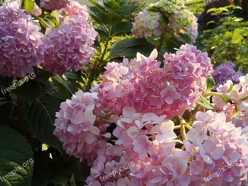 Hydrangea Flowers Jia Flowers Other Training Offerings Nature Pink