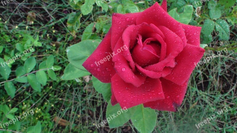 Red Rose Raindrops Summer Garden