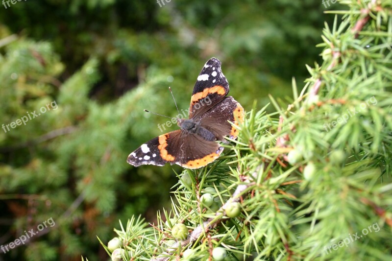 Butterfly Macro Nature Insect Summer