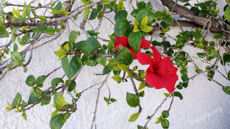 Flowers Facade Spain Plant Decoration