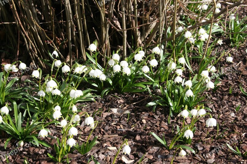 Fruehlingsknotenblume Early Bloomer Spring Awakening Free Photos