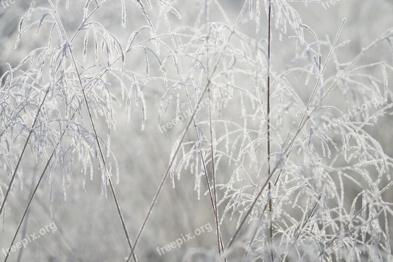 Frost Frosted Outdoors Light Grass Seed