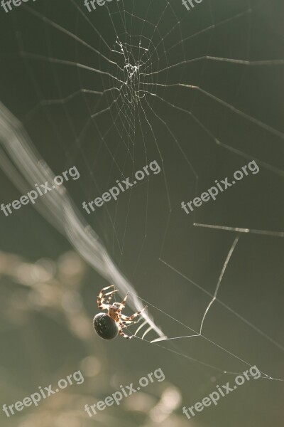 Spider Nature Web Cobweb Arachnid