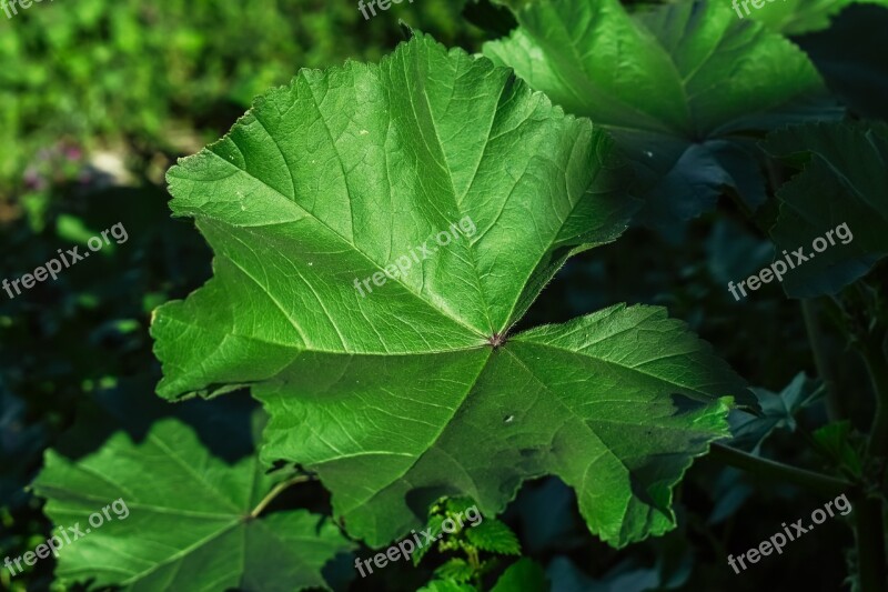 Marsh Mallow Mallow Leaf Nature Plant