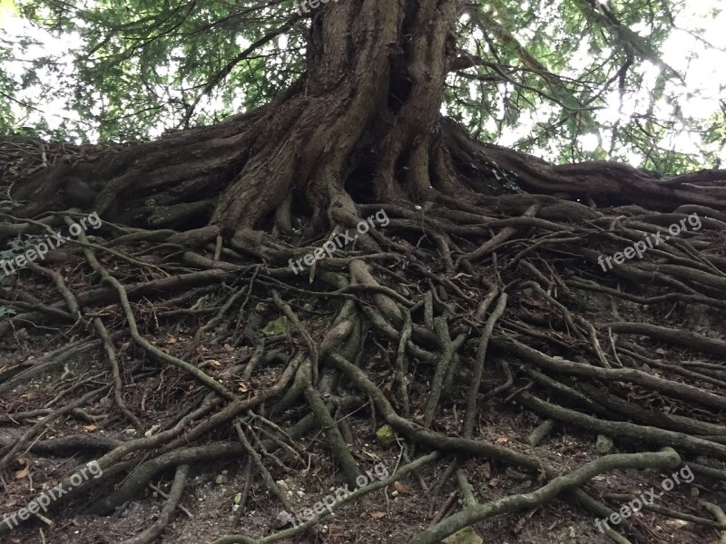 Tree Roots Nature Tree With Roots Tree Roots