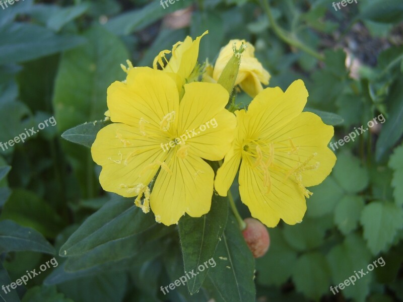 Evening Primrose Yellow Flower Garden Free Photos