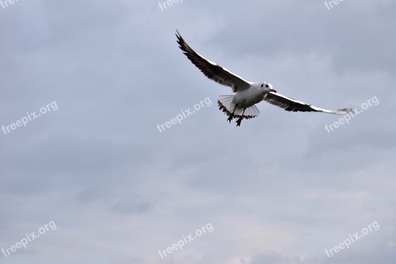 Bird The Seagull Flying Heaven Movement