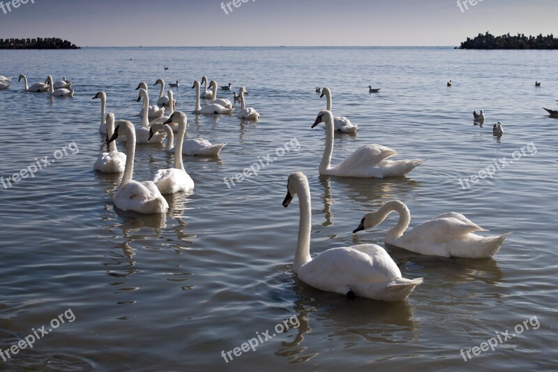 Swans Black Sea Sea Water Nature