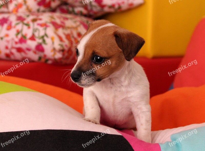 Dog Puppy Jack Russell Chihuahua Baby