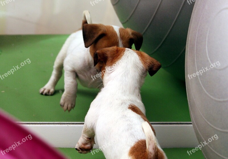 Dog Puppy Jack Russell Chihuahua Mirror