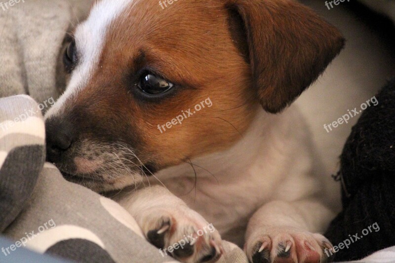 Dog Puppy Jack Russell Chihuahua Baby